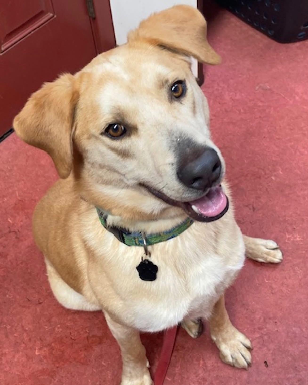 Enlarge Benny, a Adoptable mixed breed in Gualala, CA image 1/1