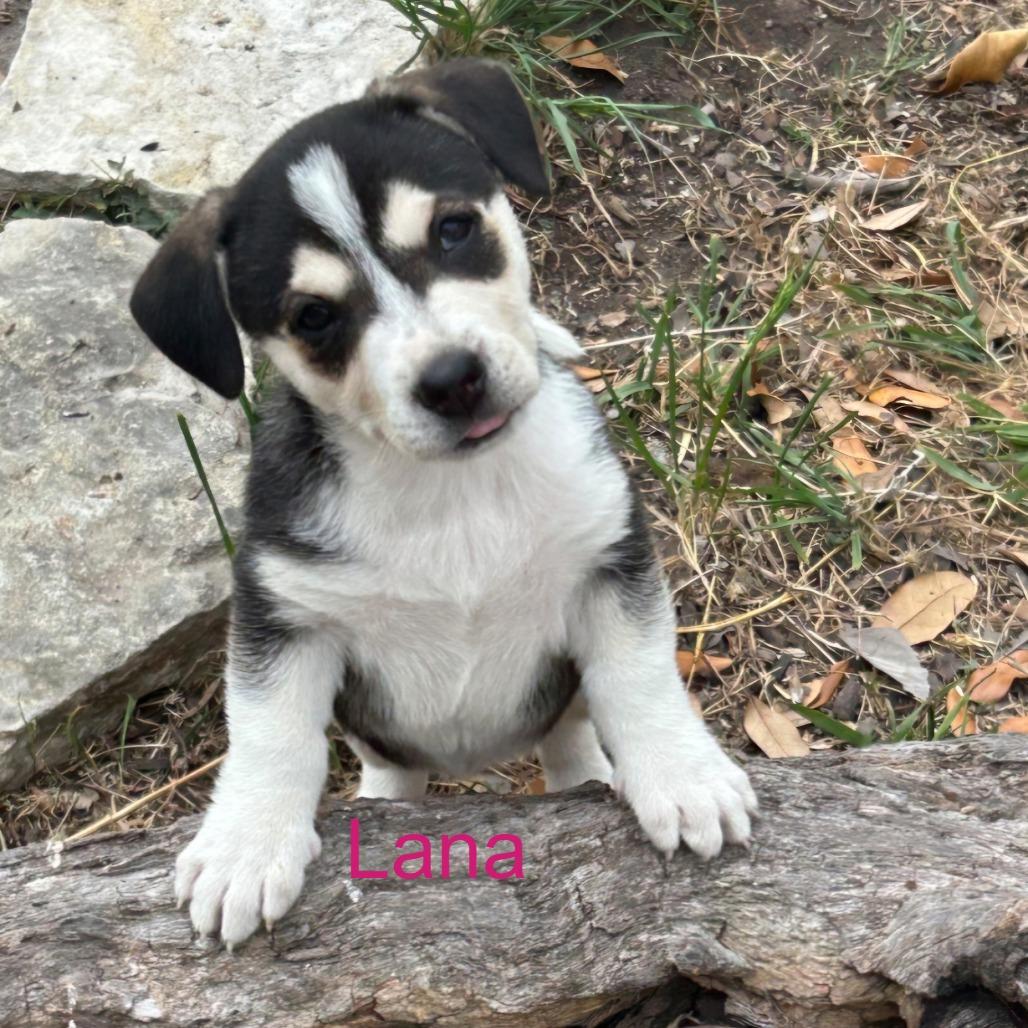 Enlarge Lana, a Adoptable mixed breed in Seattle, WA image 3/5