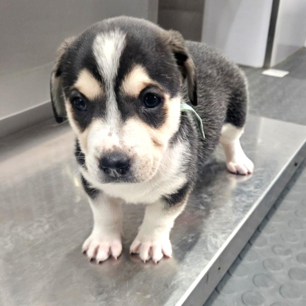 Enlarge Lana, a Adoptable mixed breed in Seattle, WA image 4/5