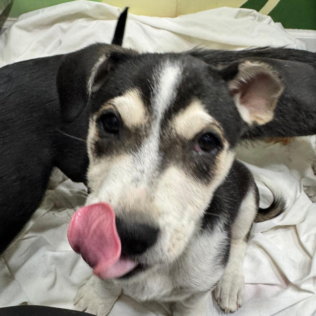 Enlarge Lana, a Adoptable mixed breed in Seattle, WA image 5/5