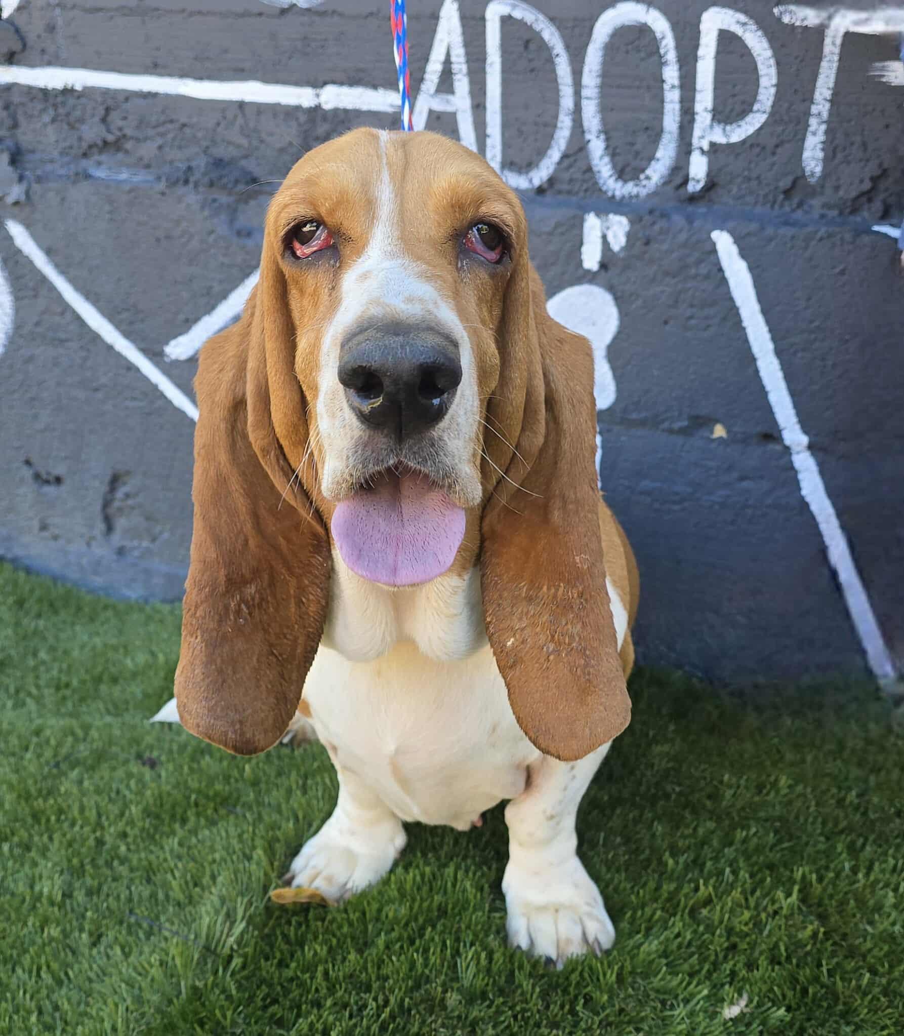 Capella (bonded with Delphinus)