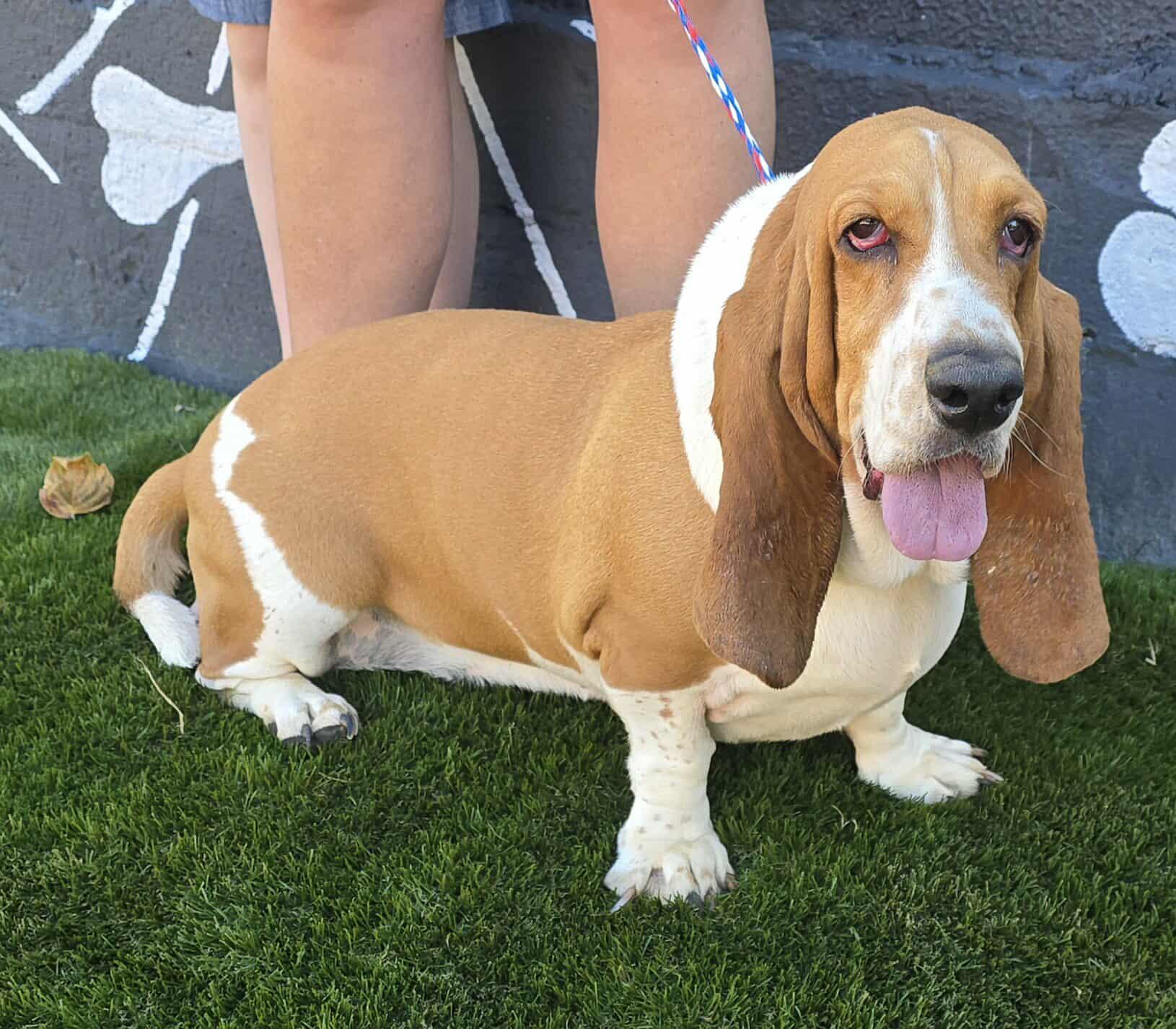 Capella (bonded with Delphinus)