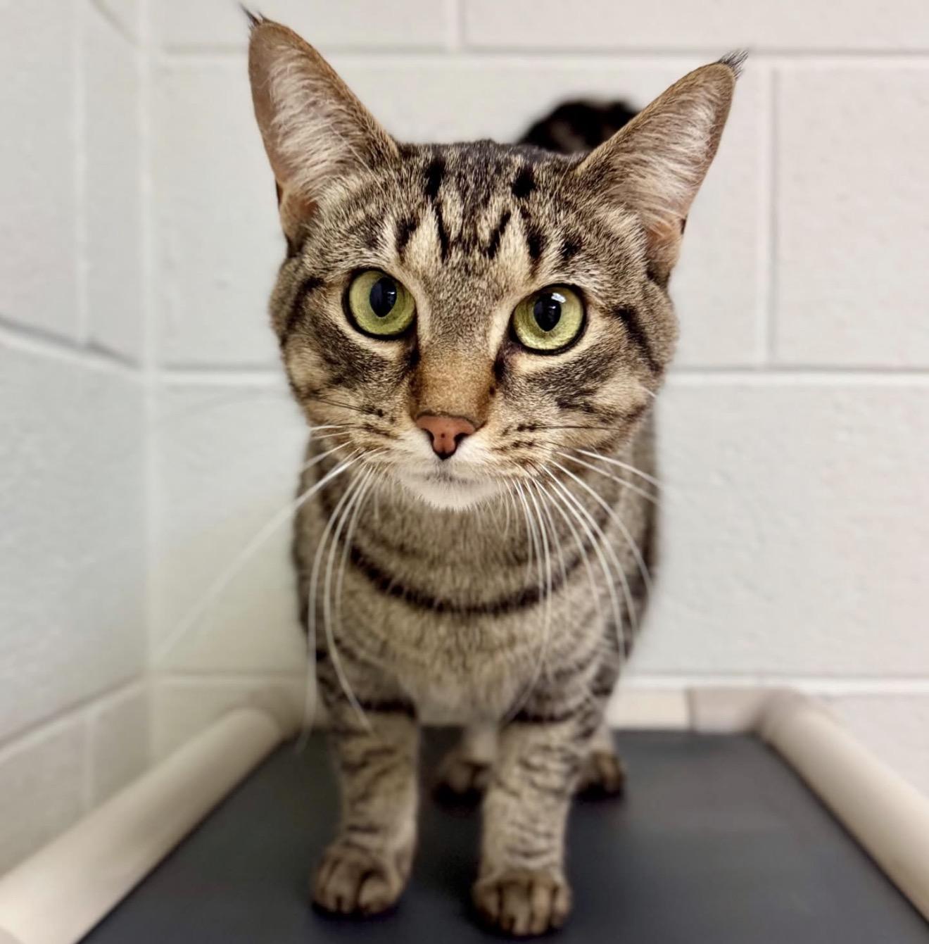 Enlarge Sweetheart, an adopted Domestic Short Hair in Traverse City, MI image 1/4
