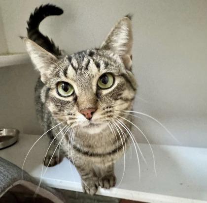 Sweetheart, ADOPTABLE, Adult Female Domestic Short Hair.