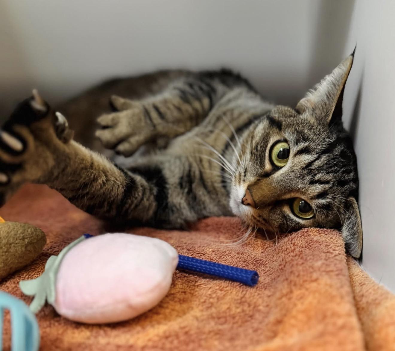 Enlarge Sweetheart, an adopted Domestic Short Hair in Traverse City, MI image 3/4