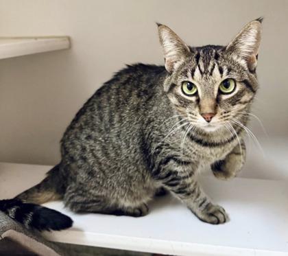 Sweetheart, a ADOPTABLE Domestic Short Hair in Traverse City, MI image 2/2