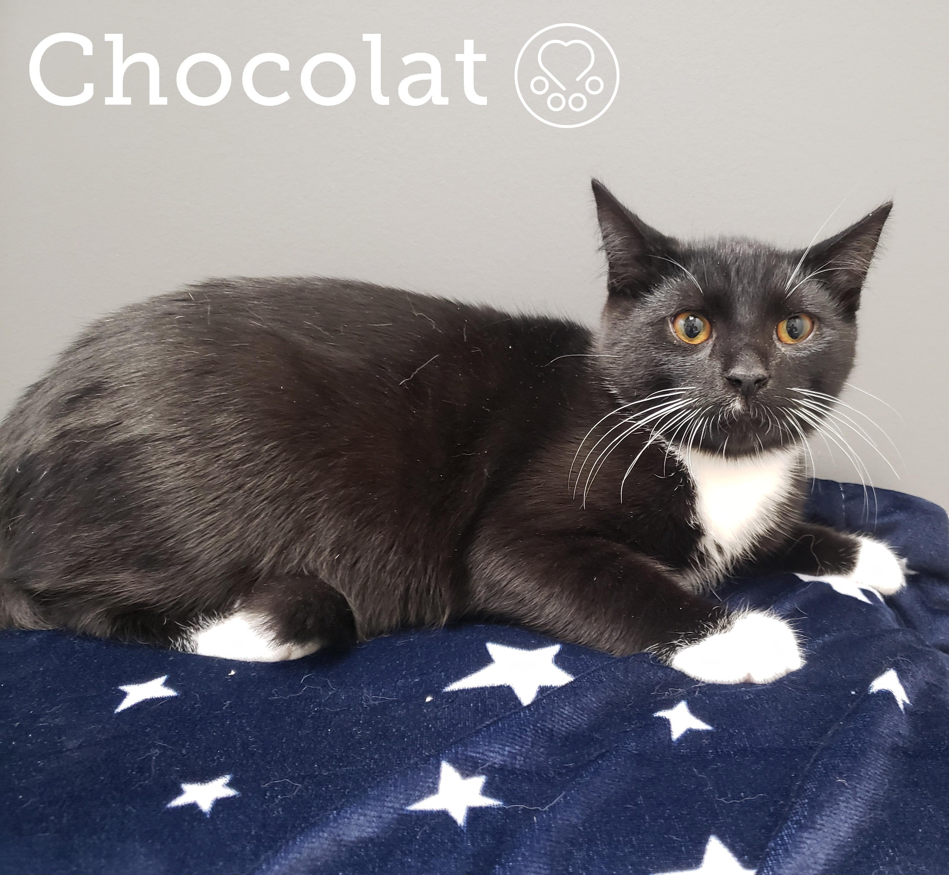 Chocolat, Adoptable, Kitten Male Ragdoll.