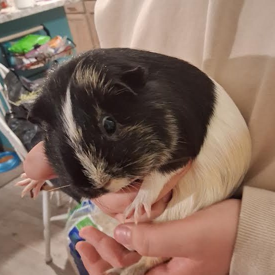 Enlarge Millie, a ADOPTABLE Guinea Pig in Blue Earth, MN image 1/2
