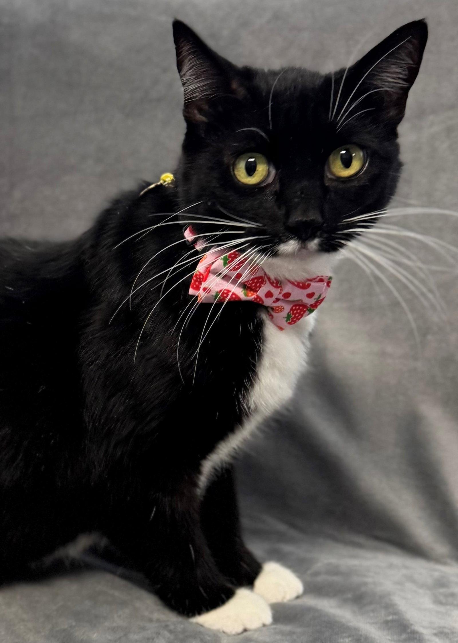 Misty, Adoptable, Adult Female Tuxedo.