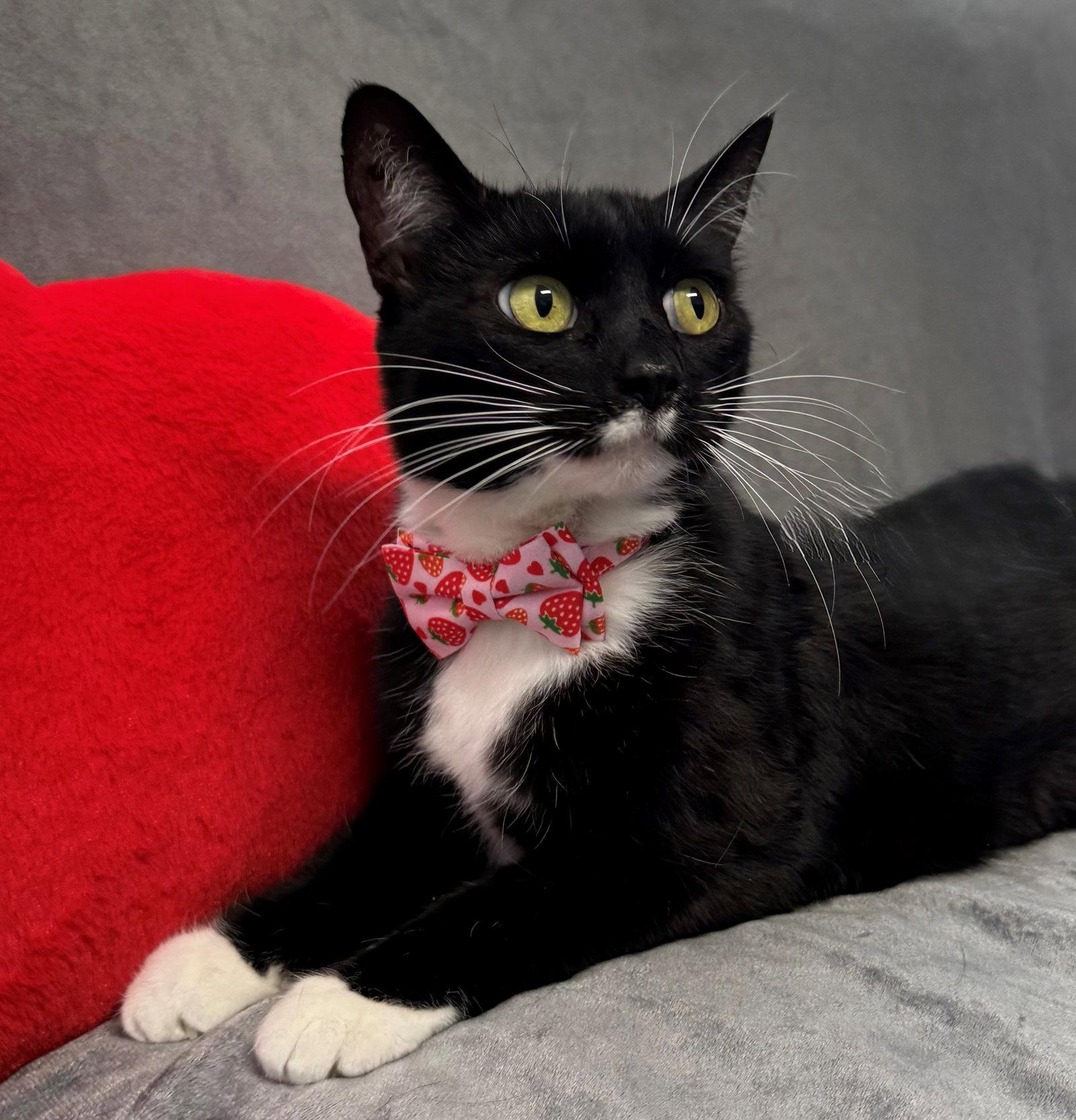 Misty, a Adoptable Tuxedo in Palo Alto, CA image 2/3