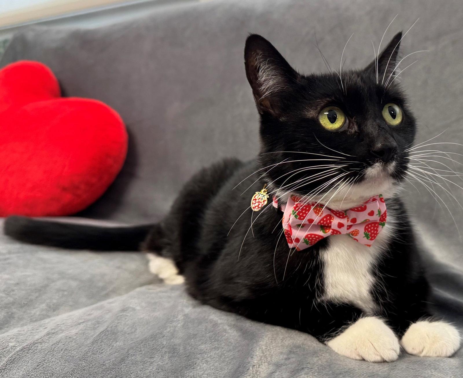 Misty, a Adoptable Tuxedo in Palo Alto, CA image 3/3