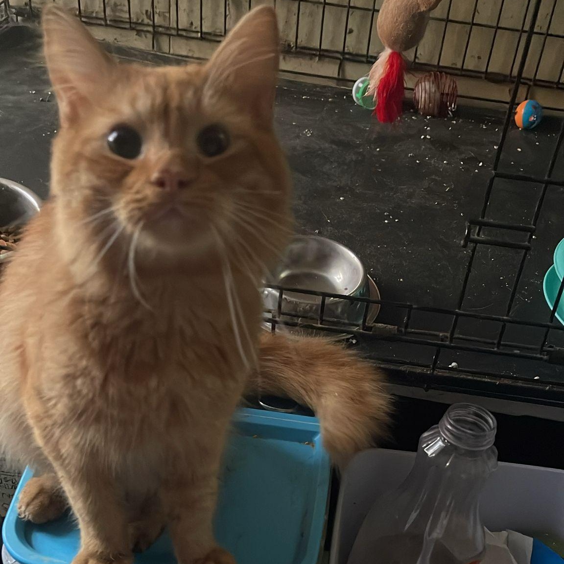 Honey *foster needed*