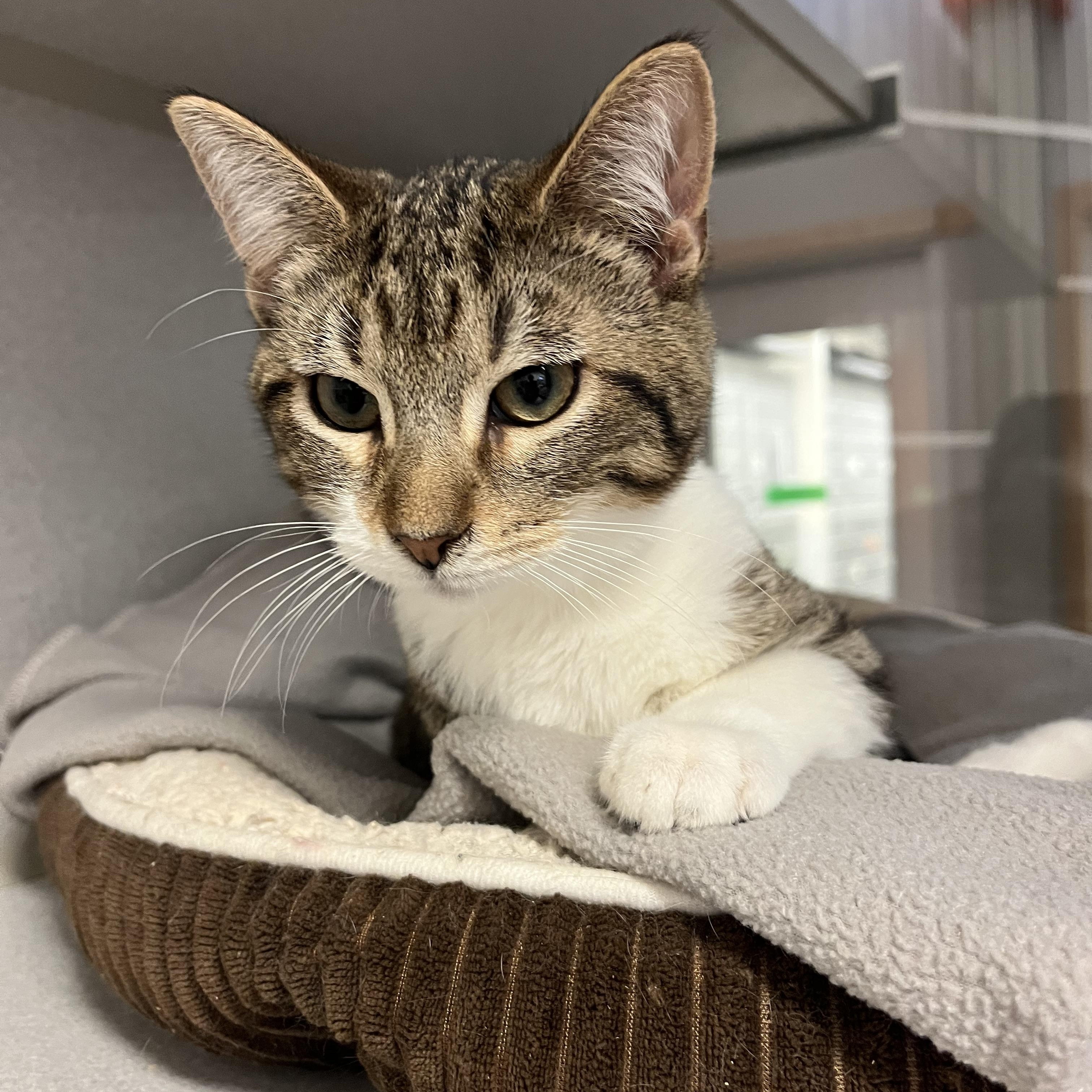 Georgia, adopted, Kitten Female Domestic Short Hair.