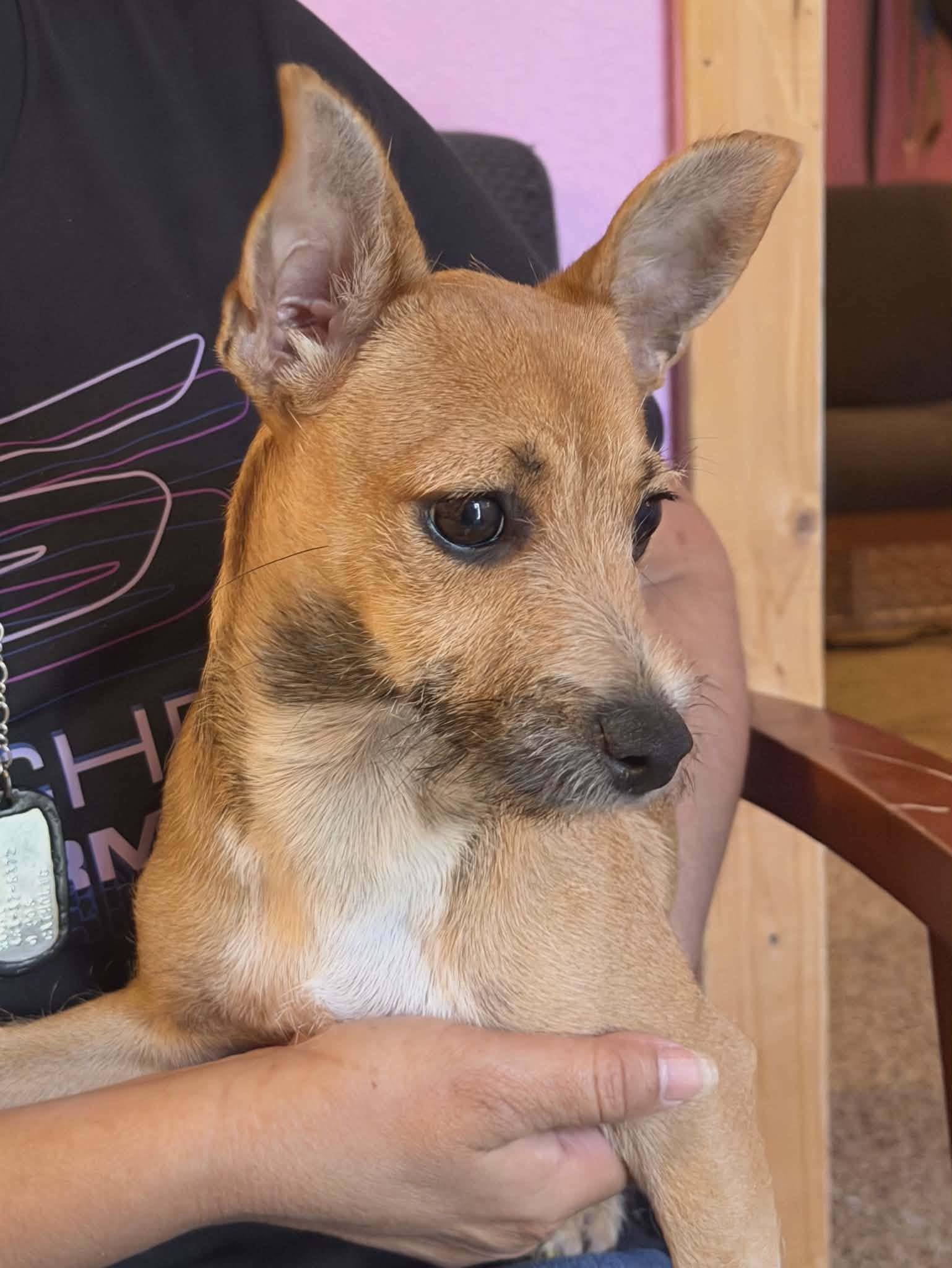 Pebbles, Adoptable, Puppy Female Chihuahua & Norfolk Terrier.