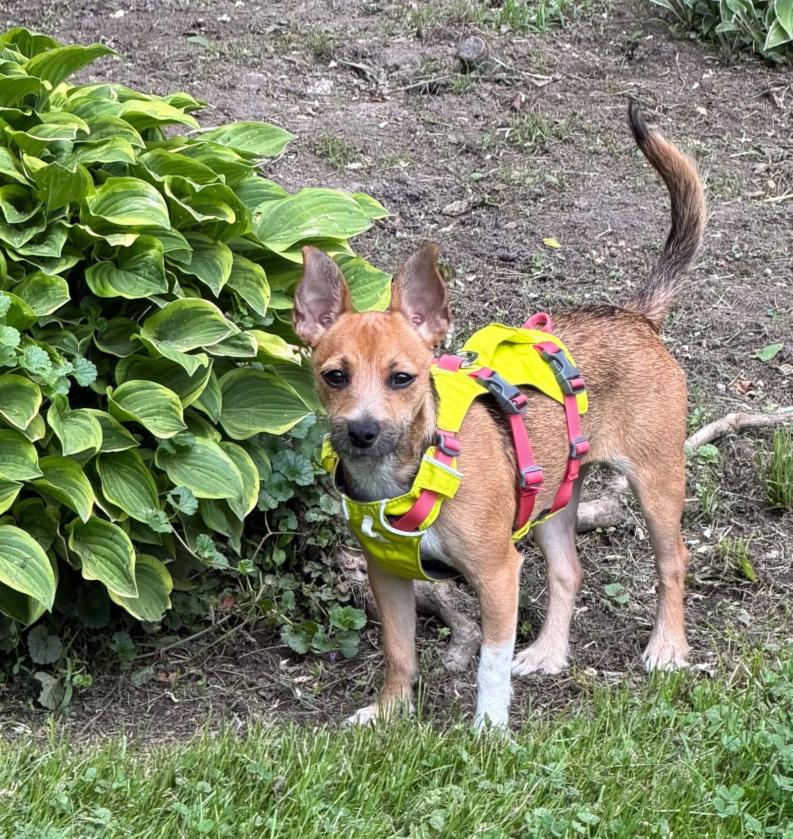Pebbles, a Adoptable mixed breed in Montpelier, VT image 3/3
