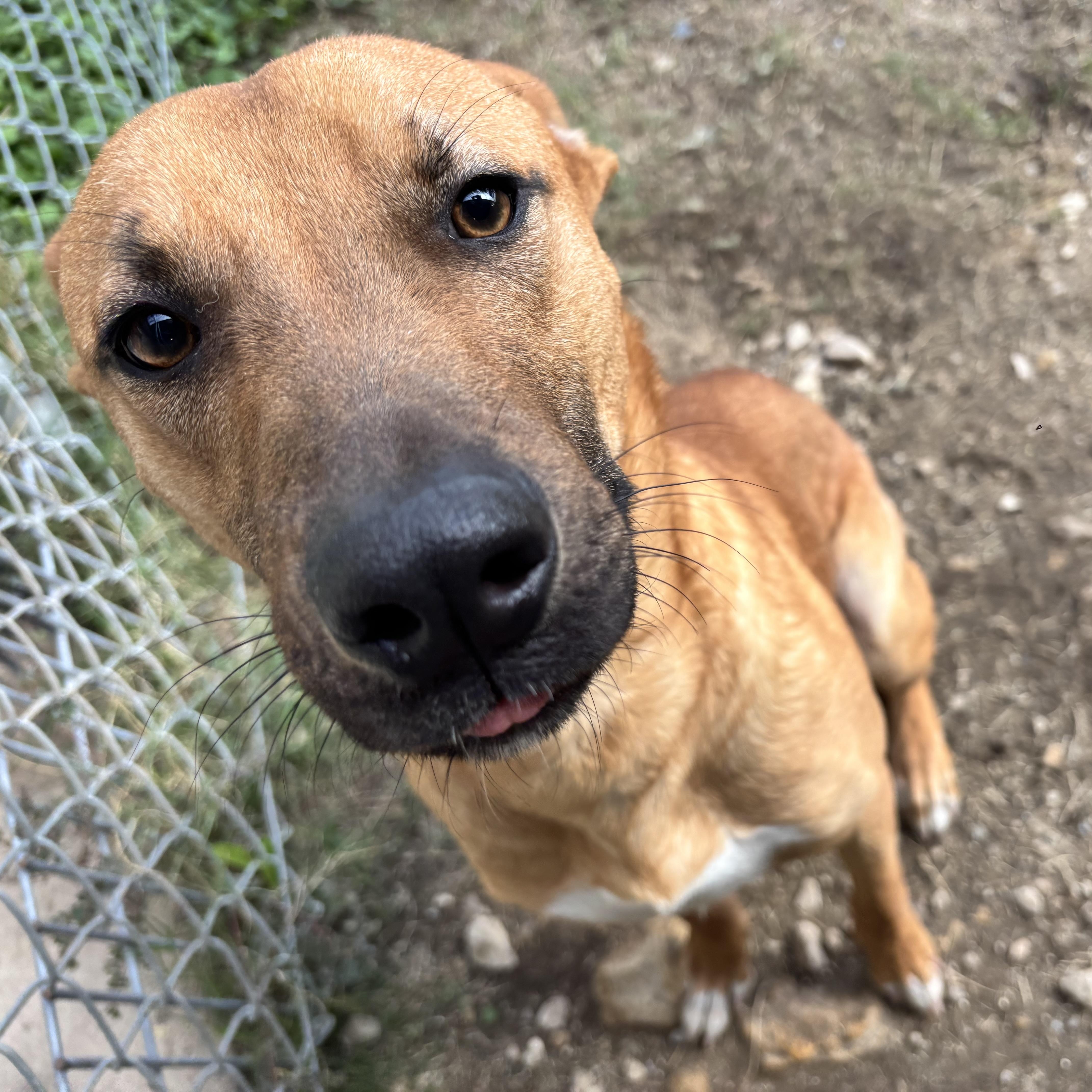 Homer, an adoptable Black Mouth Cur, Basenji in Converse, TX, 78109 | Photo Image 2