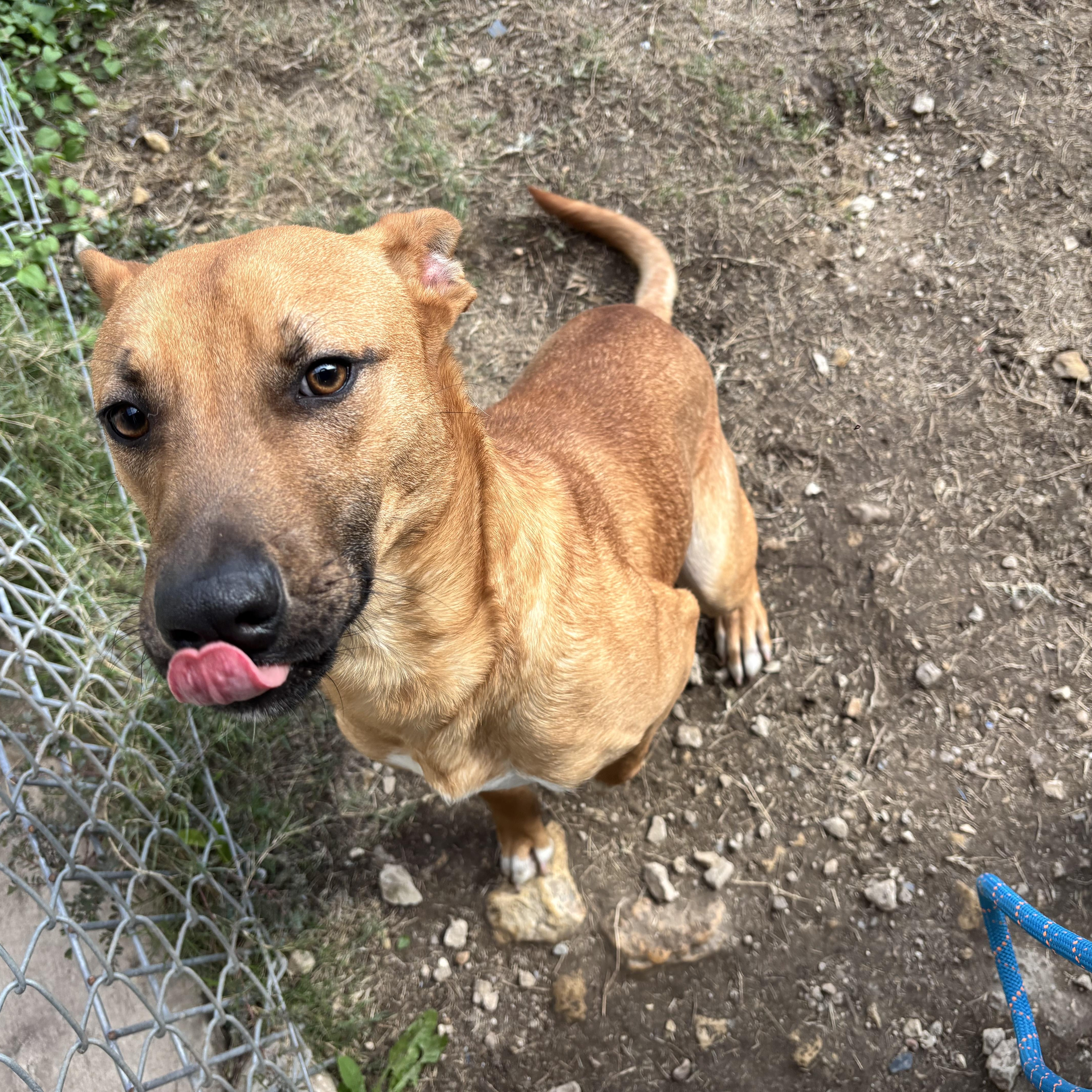 Homer, an adoptable Black Mouth Cur, Basenji in Converse, TX, 78109 | Photo Image 4