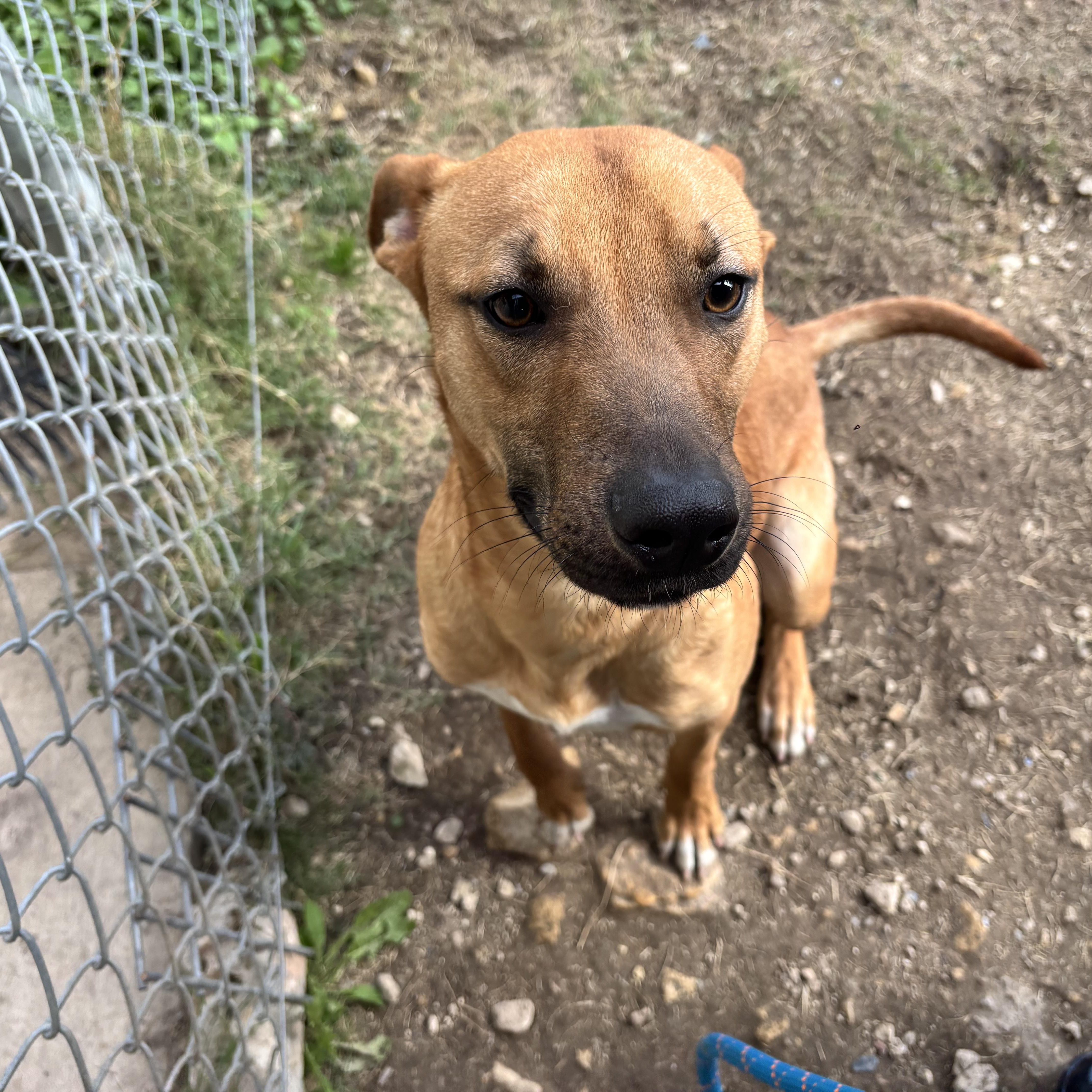 Homer, an adoptable Black Mouth Cur, Basenji in Converse, TX, 78109 | Photo Image 6