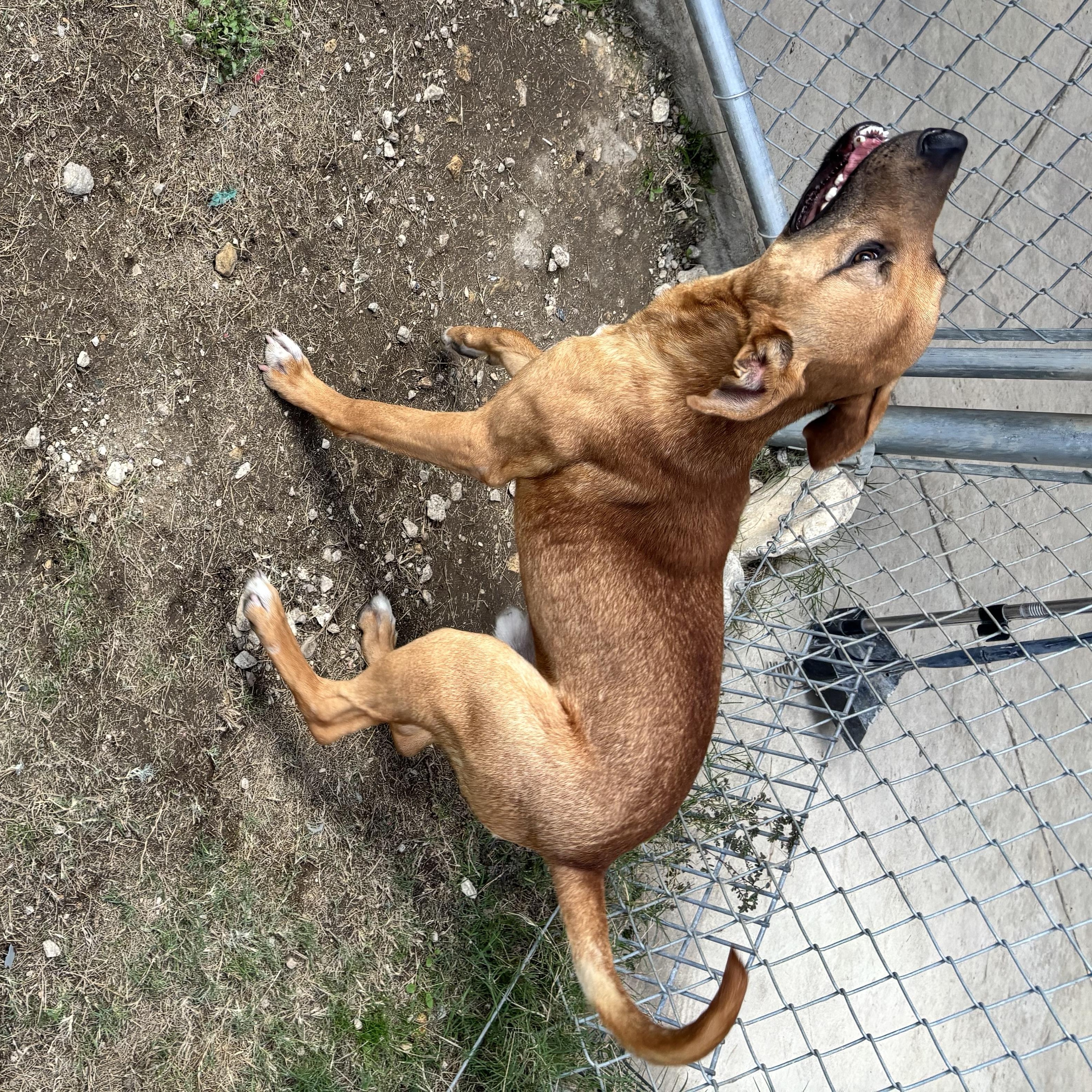 Homer, an adoptable Black Mouth Cur, Basenji in Converse, TX, 78109 | Photo Image 5
