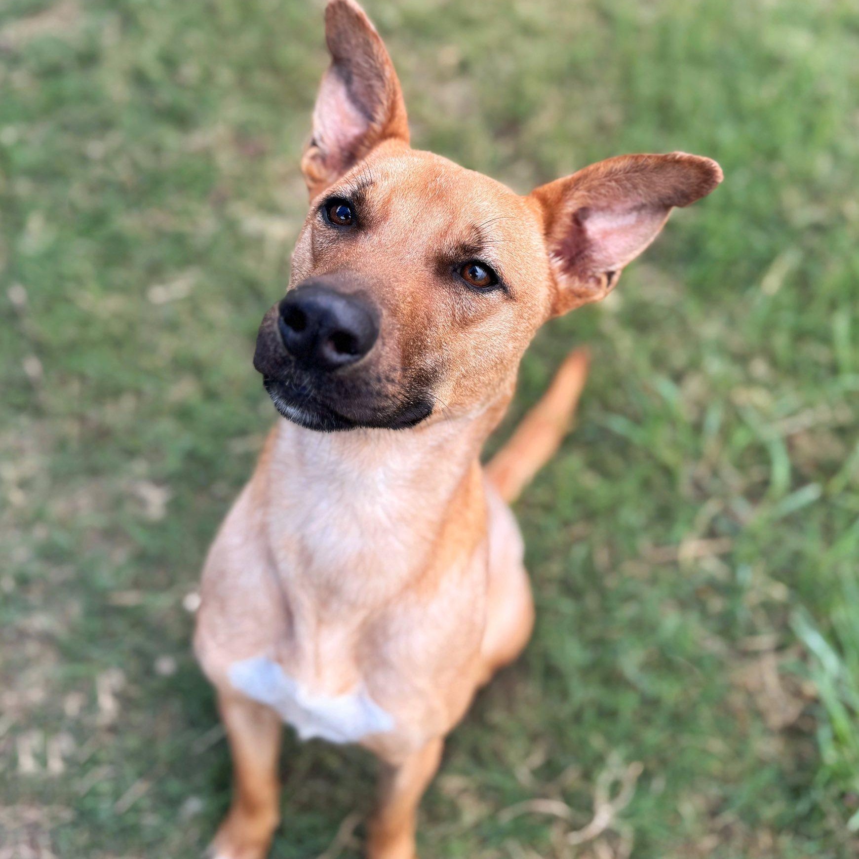 Homer, a Adoptable mixed breed in Converse, TX image 2/6