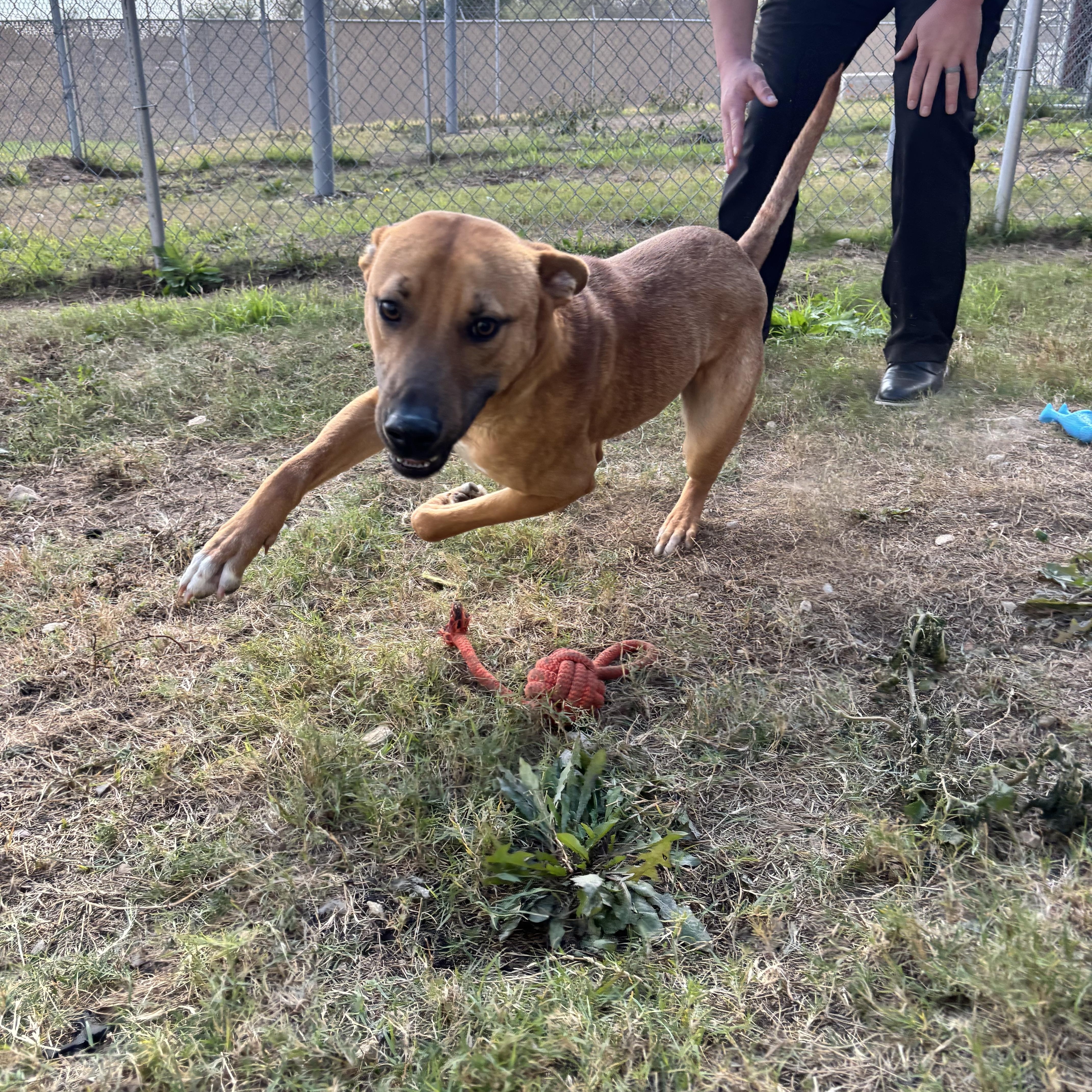 Homer, an adoptable Black Mouth Cur, Basenji in Converse, TX, 78109 | Photo Image 1