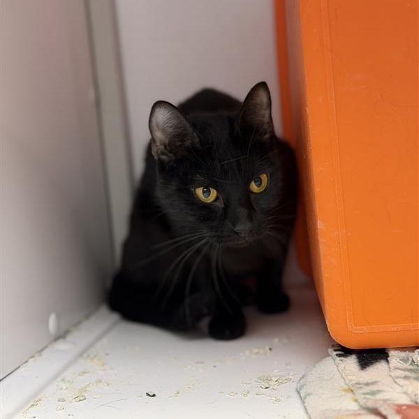 Enlarge Jarhead, a Adoptable Domestic Short Hair in Houston, TX image 1/6