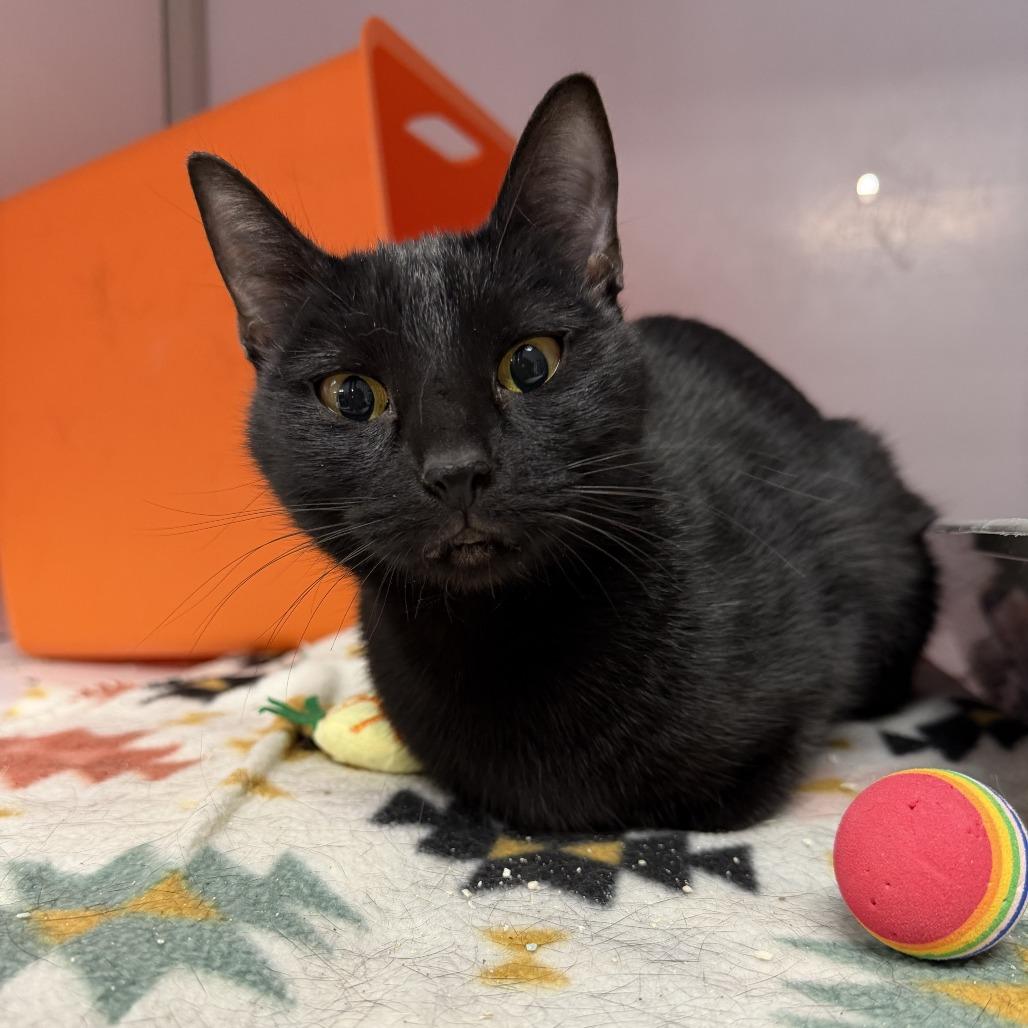 Enlarge Jarhead, a Adoptable Domestic Short Hair in Houston, TX image 2/6