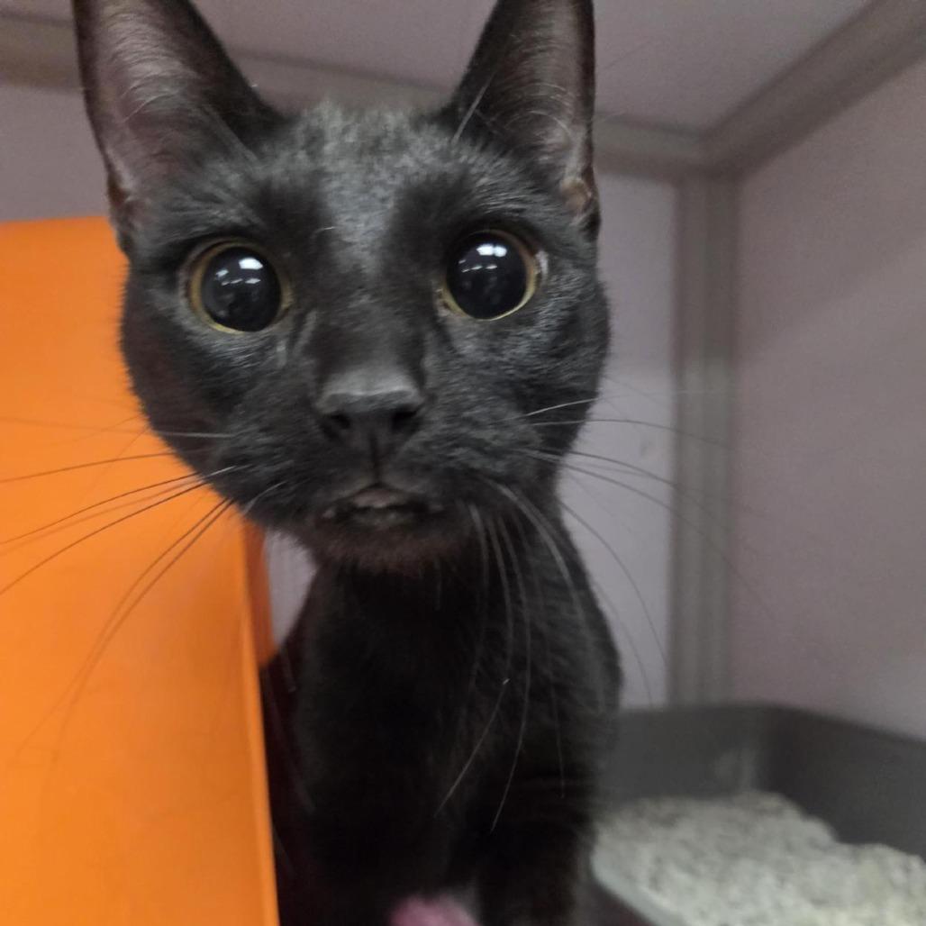 Enlarge Jarhead, a Adoptable Domestic Short Hair in Houston, TX image 3/6