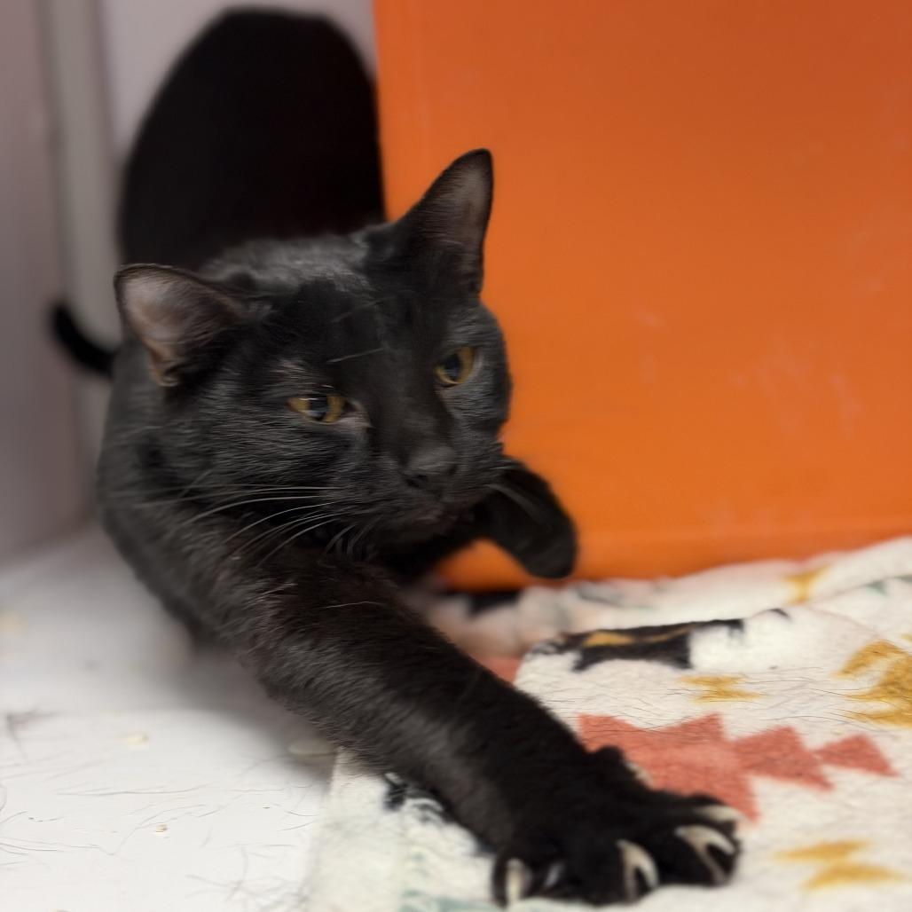 Enlarge Jarhead, a Adoptable Domestic Short Hair in Houston, TX image 4/6