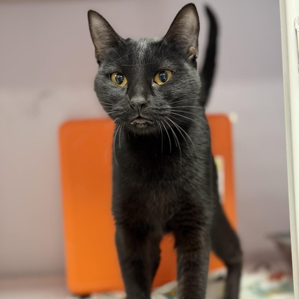 Enlarge Jarhead, a Adoptable Domestic Short Hair in Houston, TX image 6/6