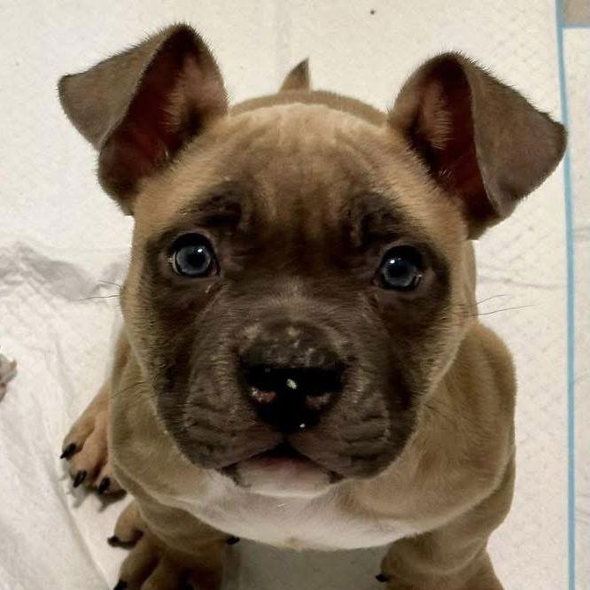 Pugsley, Adoptable, Young Male Mixed Breed.