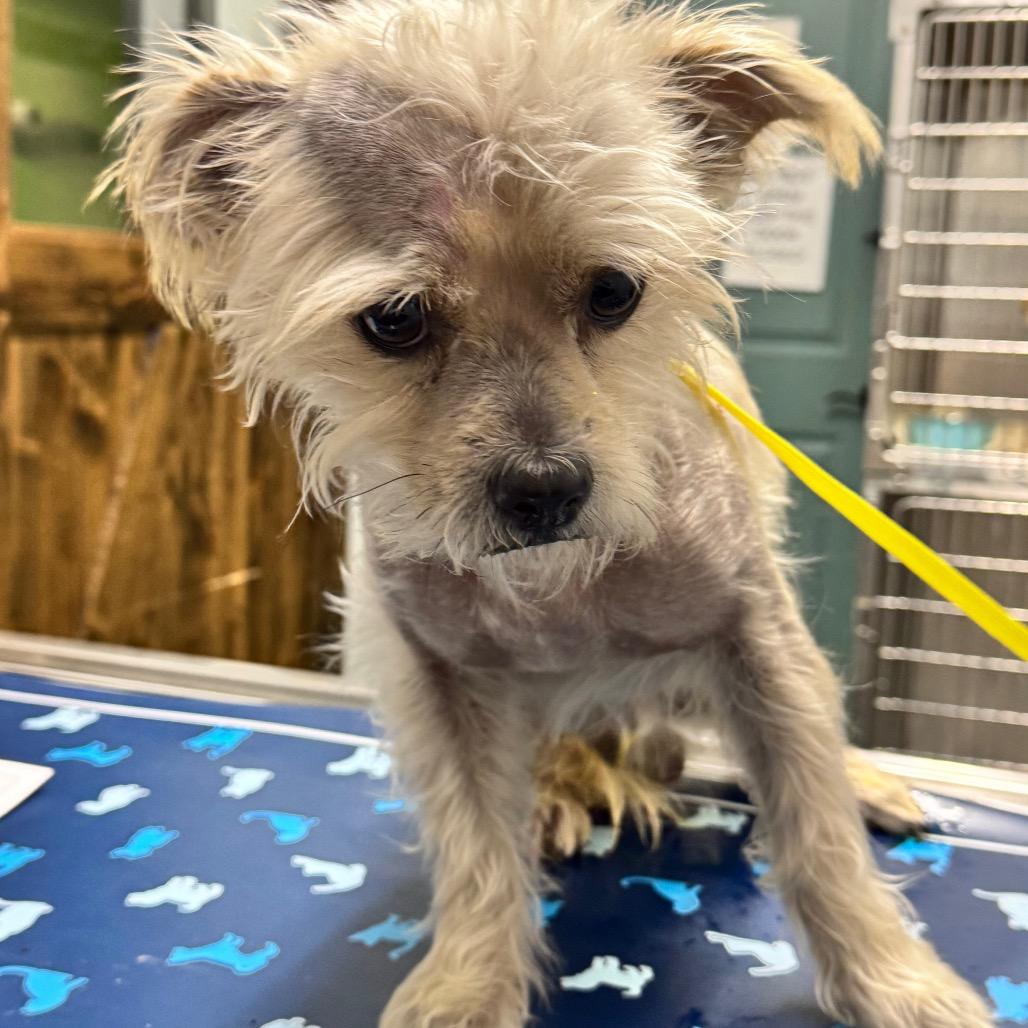 Scar, Adoptable, Adult Male Yorkshire Terrier.