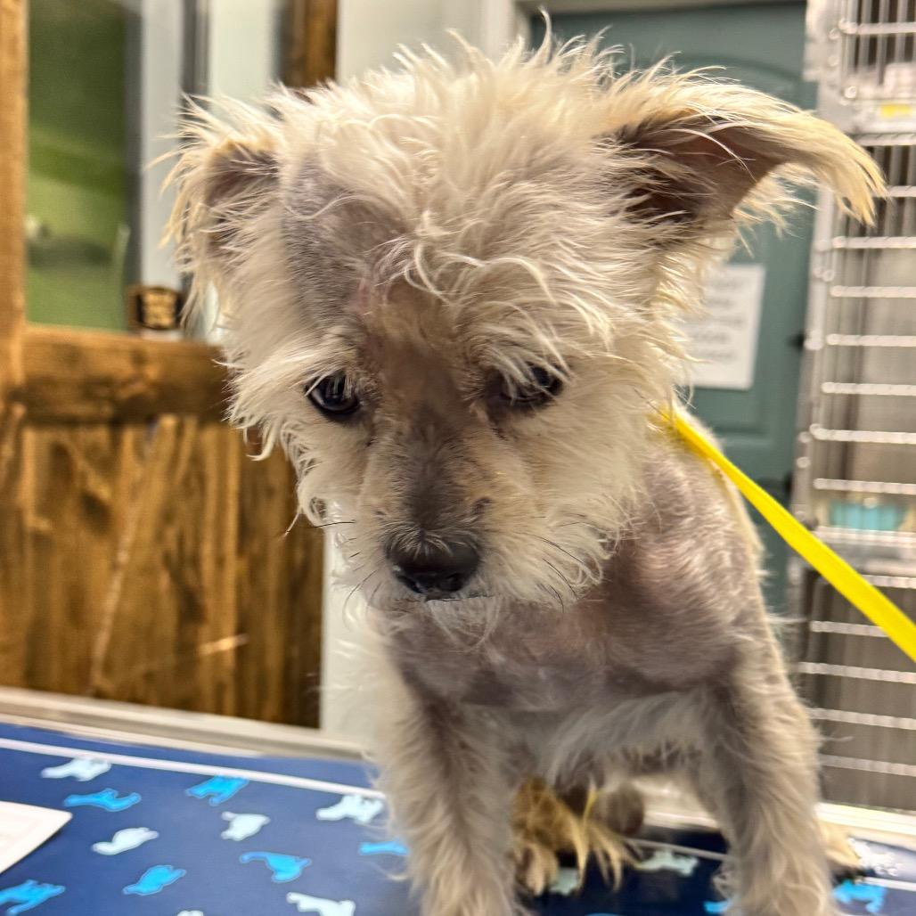Enlarge Scar, a Adoptable Yorkshire Terrier in Chico, CA image 2/2