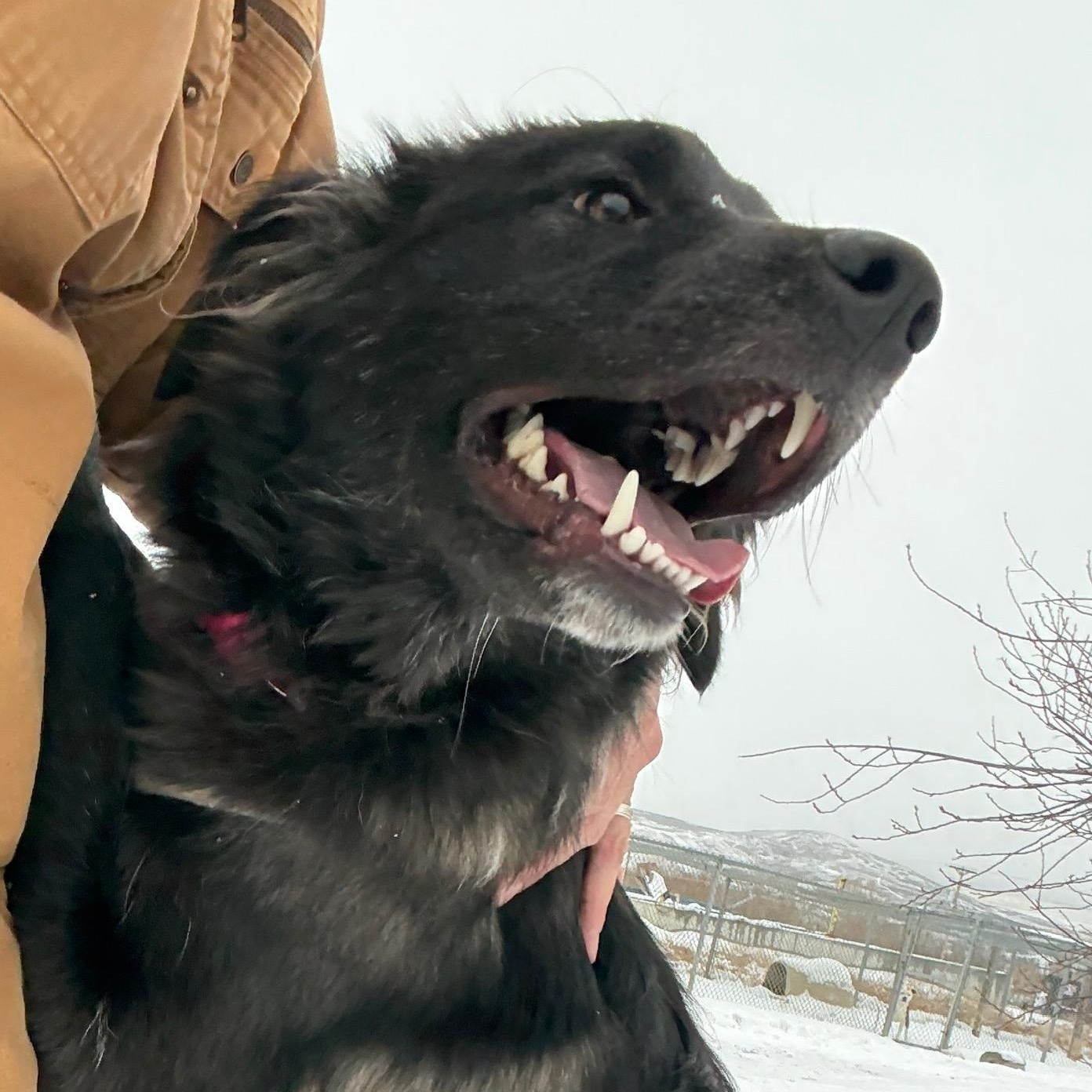 Enlarge Yokai, a ADOPTABLE mixed breed in Craig, CO image 1/1