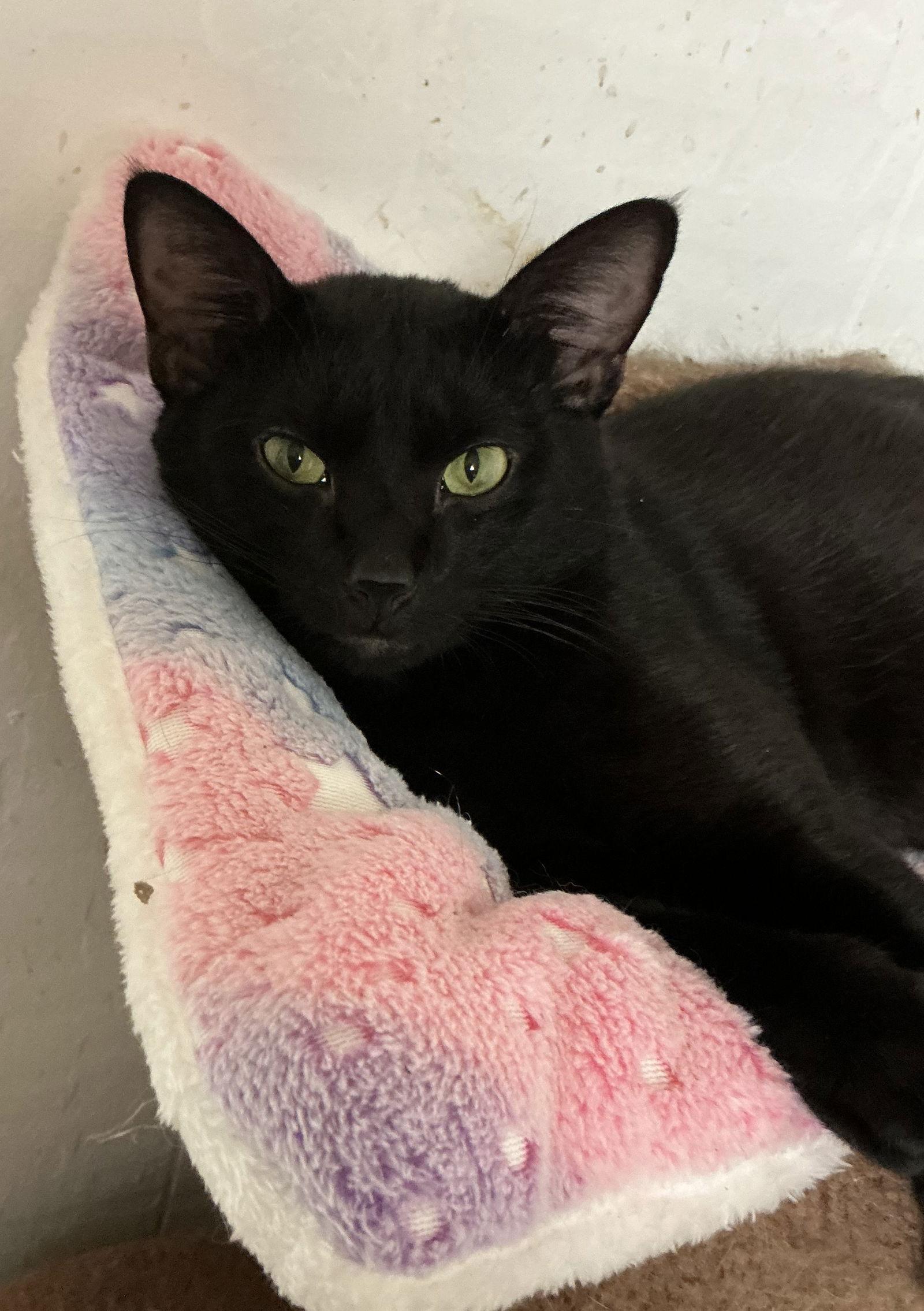 Enlarge Swiper, a Adoptable Domestic Short Hair in Wheaton, IL image 1/3