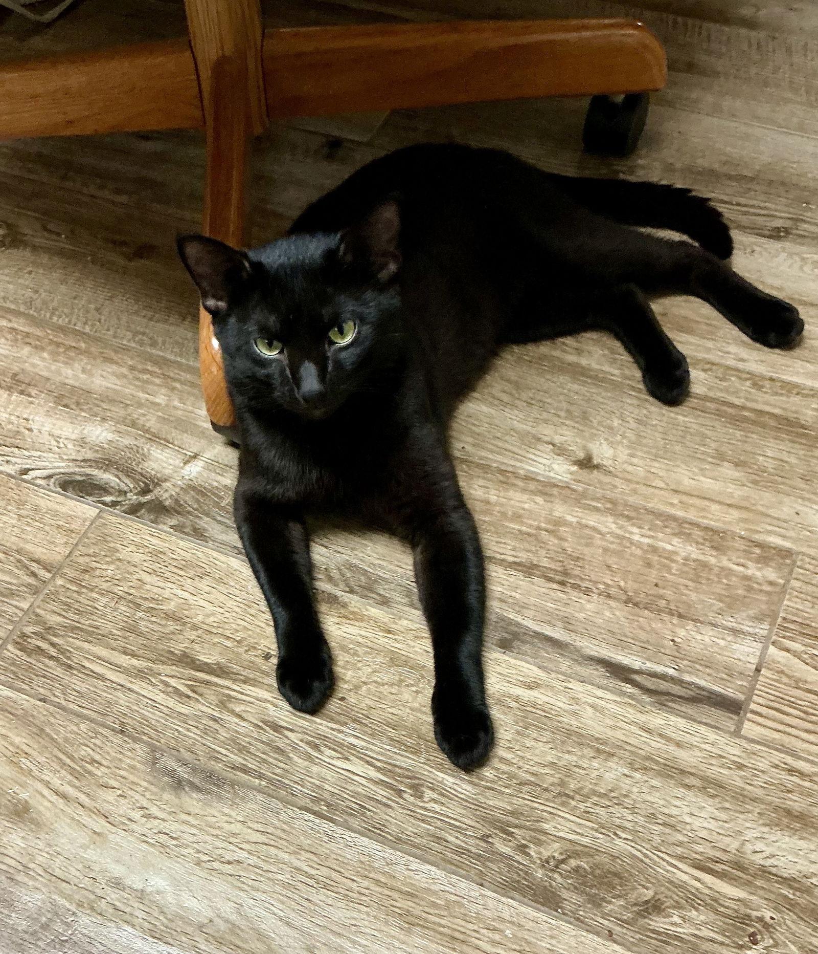 Enlarge Swiper, a Adoptable Domestic Short Hair in Wheaton, IL image 2/3