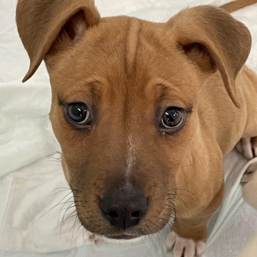 Hans, Adoptable, Puppy Male American Staffordshire Terrier.