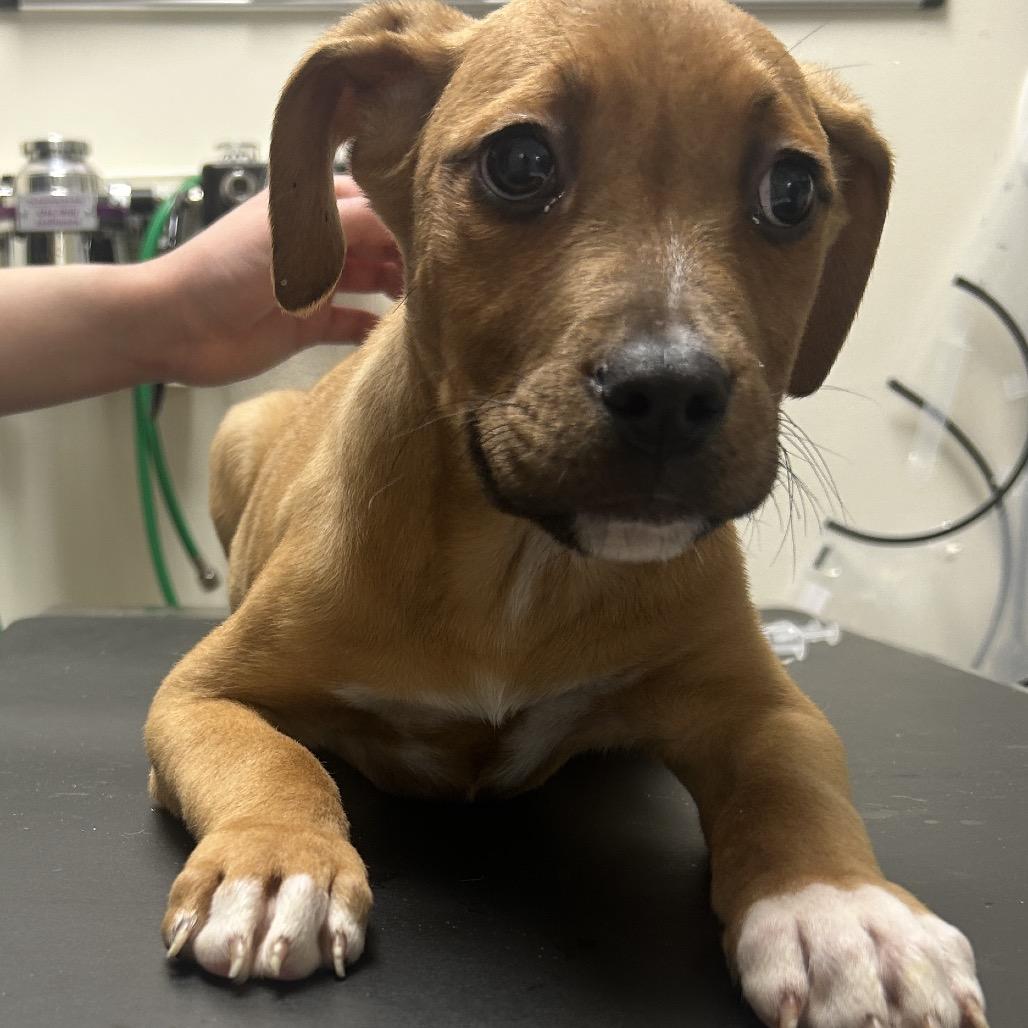 Enlarge Hans, a Adoptable mixed breed in Tulsa, OK image 2/2