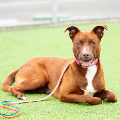 Enlarge BELLA, a Adoptable mixed breed in Camarillo, CA image 1/1