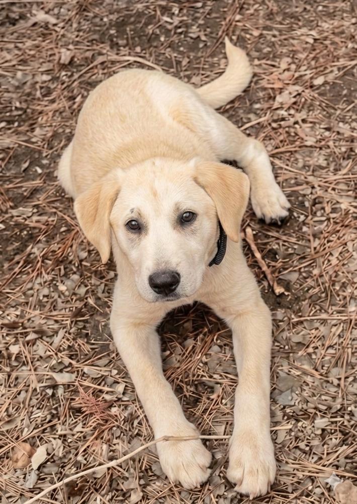 Enlarge Chabot / Skipper, a Adoptable mixed breed in Broomfield, CO image 2/6