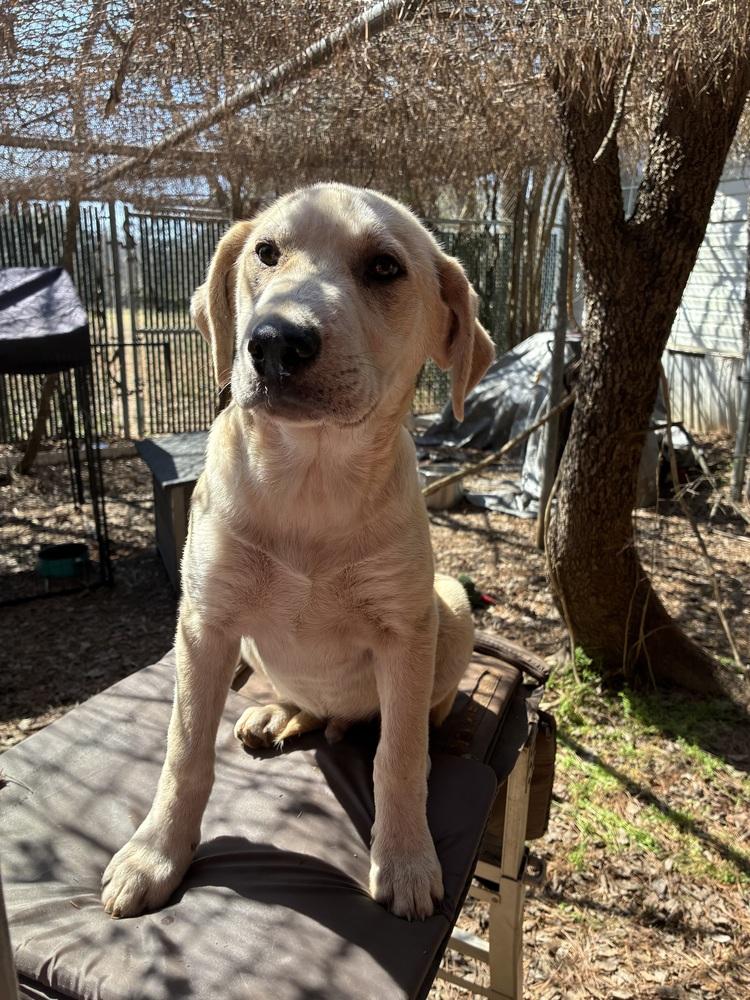Enlarge Chabot / Skipper, a Adoptable mixed breed in Broomfield, CO image 3/6