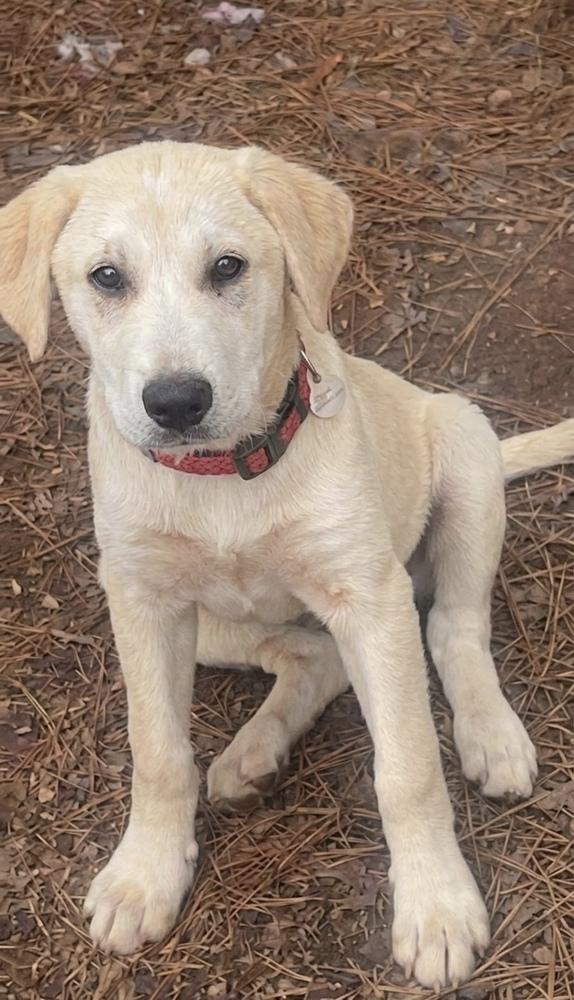 Enlarge Chabot / Skipper, a Adoptable mixed breed in Broomfield, CO image 5/6