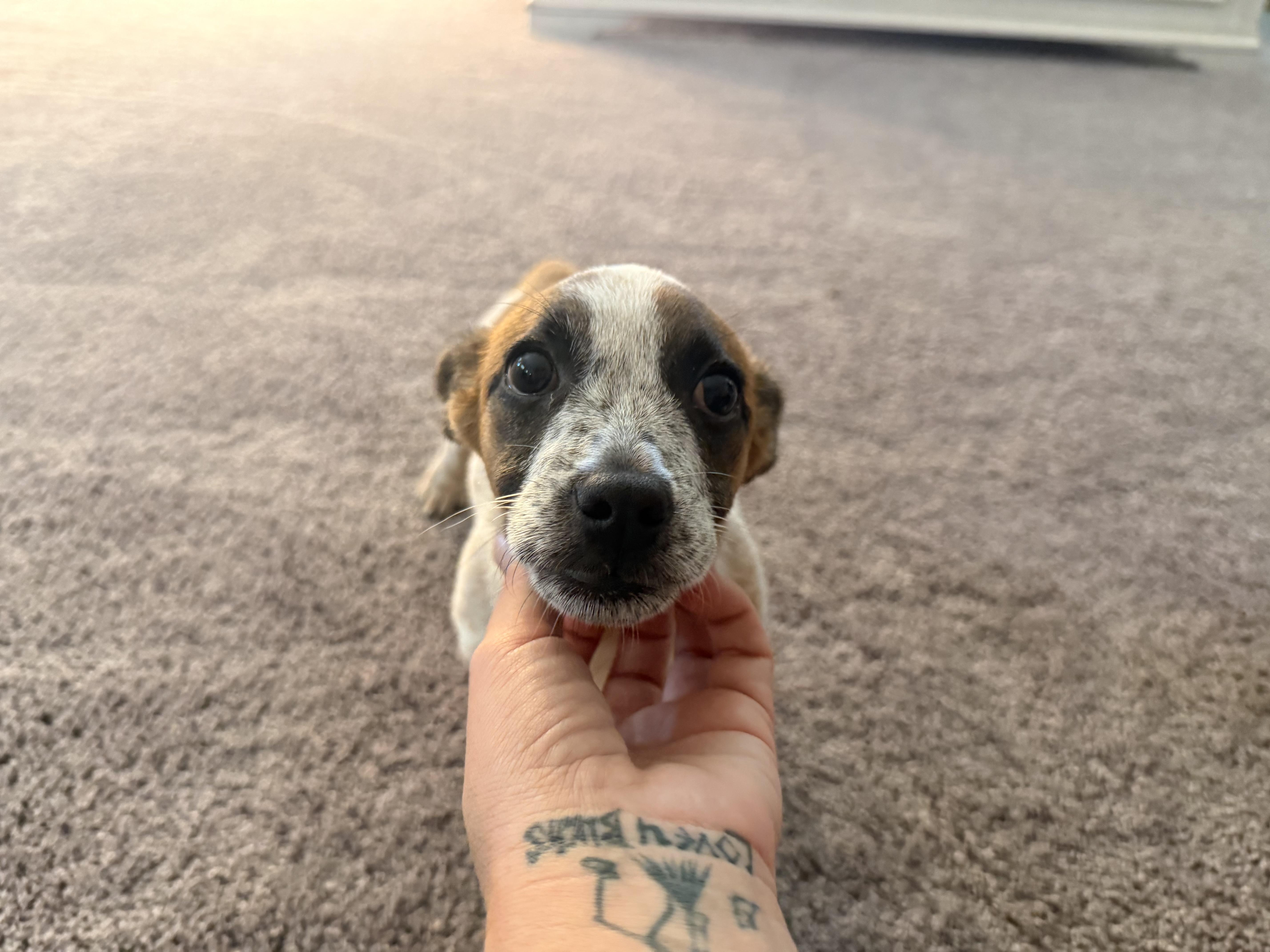 Enlarge Jonas, a Adoptable Australian Cattle Dog / Blue Heeler in Milwaukie, OR image 1/6