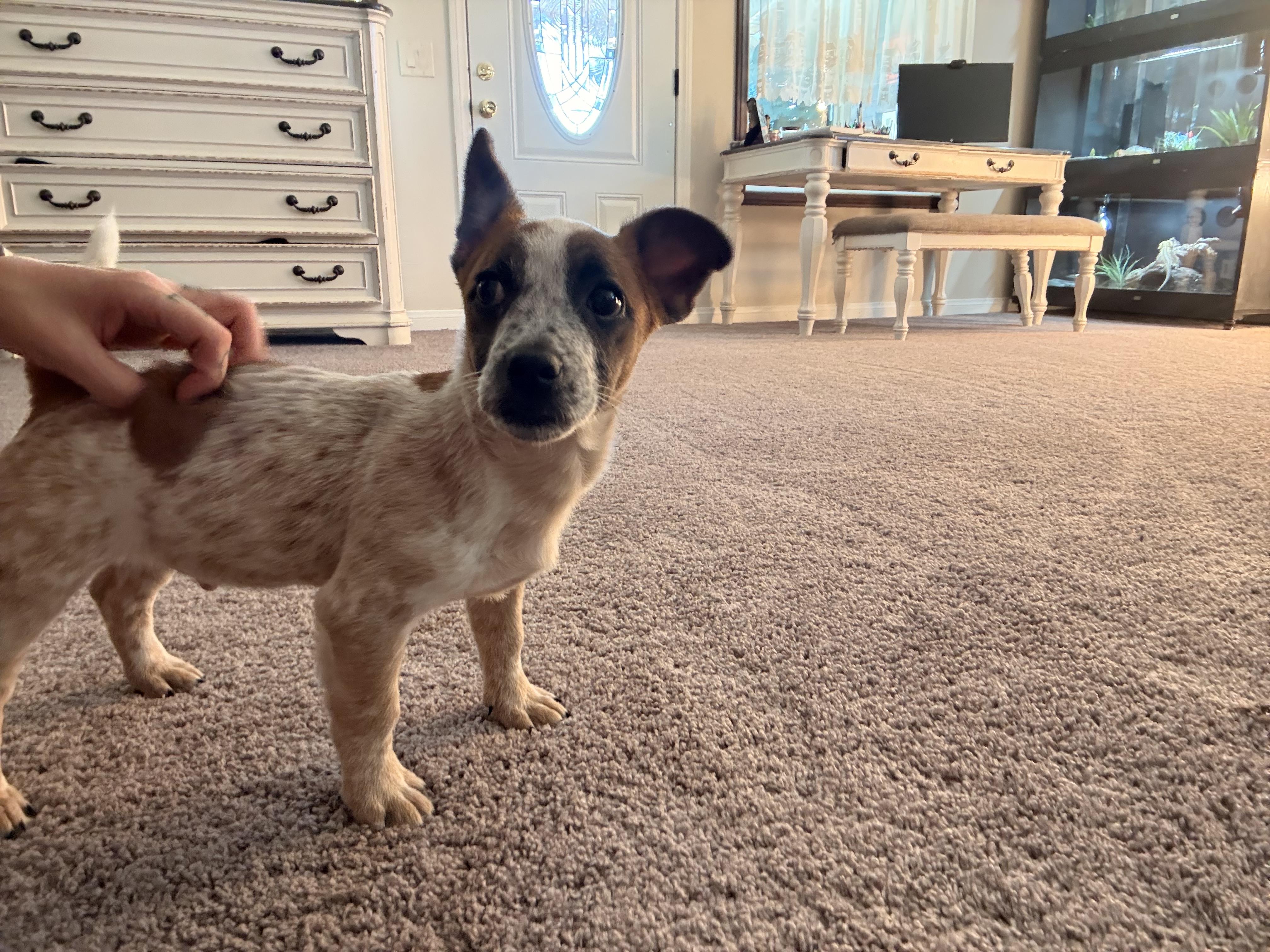 Enlarge Jonas, a Adoptable Australian Cattle Dog / Blue Heeler in Milwaukie, OR image 2/6