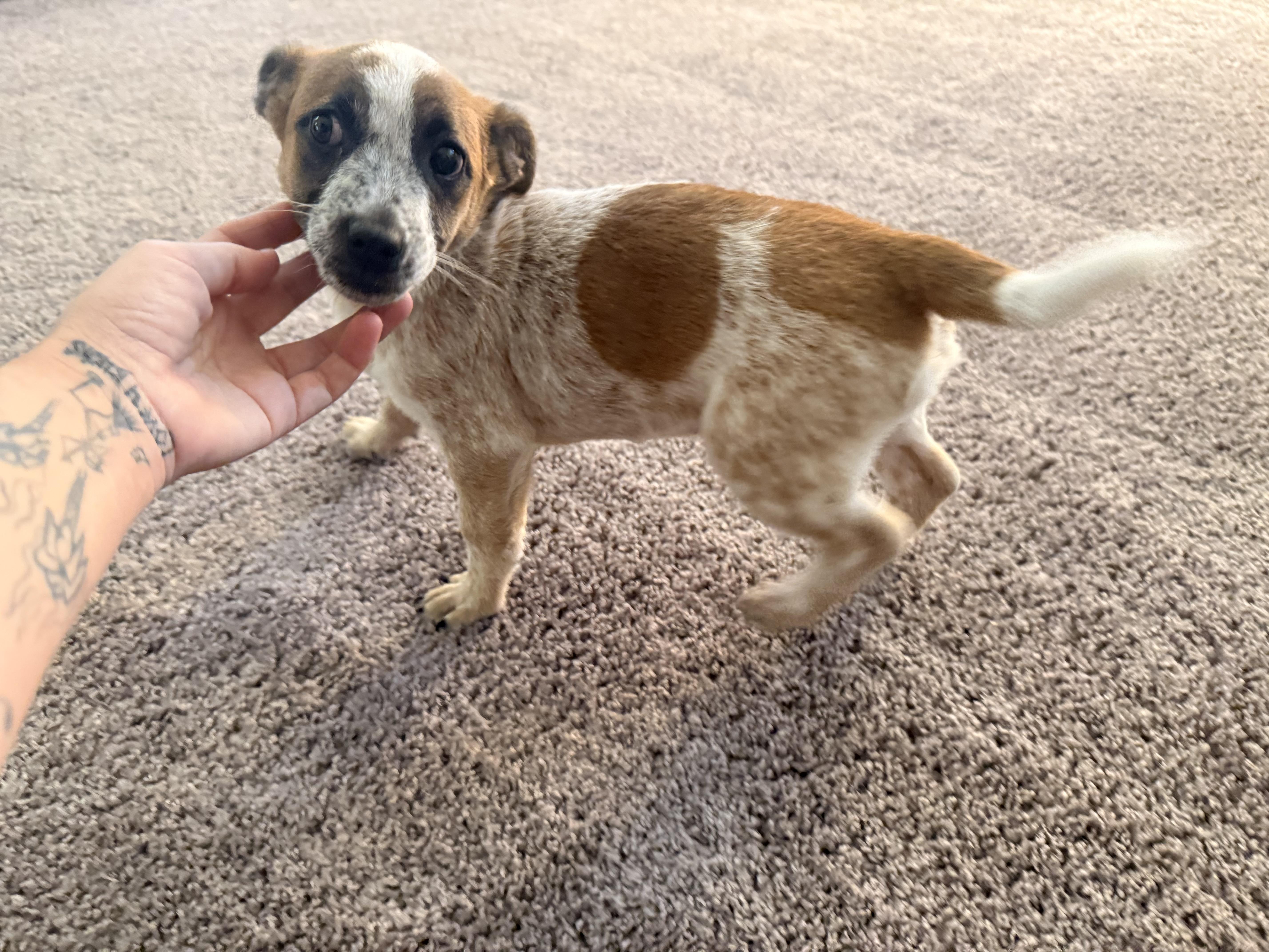 Enlarge Jonas, a Adoptable Australian Cattle Dog / Blue Heeler in Milwaukie, OR image 3/6