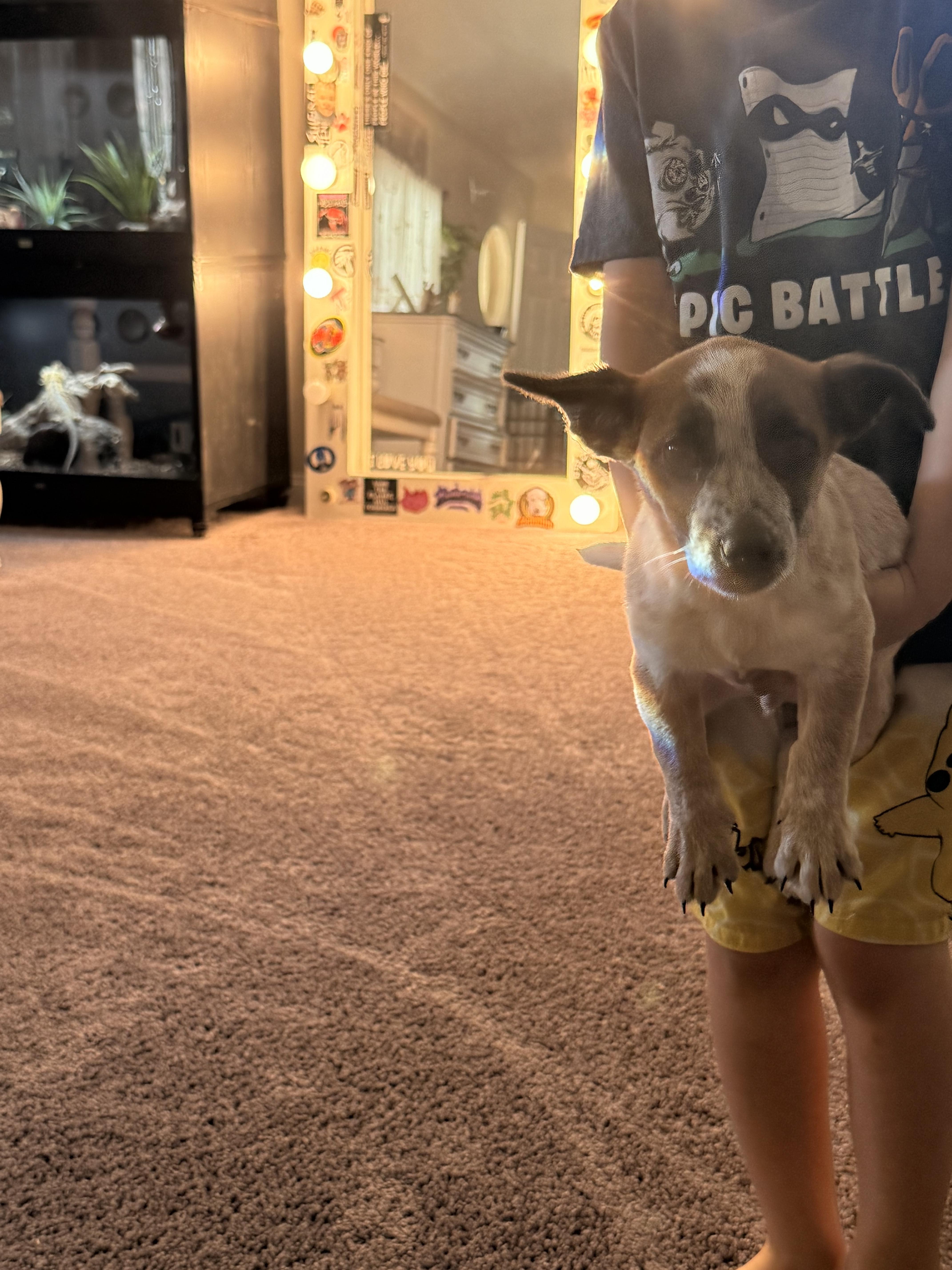 Enlarge Jonas, a Adoptable Australian Cattle Dog / Blue Heeler in Milwaukie, OR image 5/6