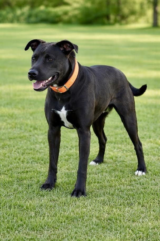 Peony-Cocoa, Adoptable, Adult Female Pit Bull Terrier & Mixed Breed.