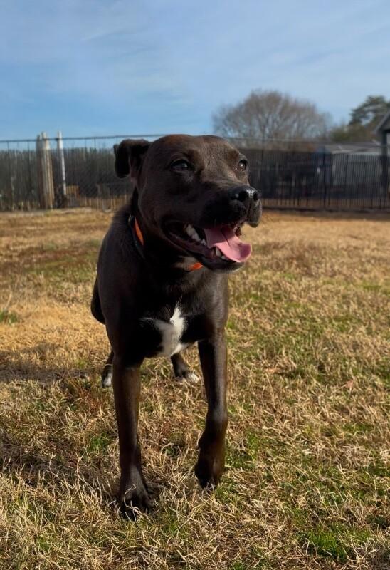 Peony-Cocoa, a Adoptable mixed breed in Maryville, TN image 2/6