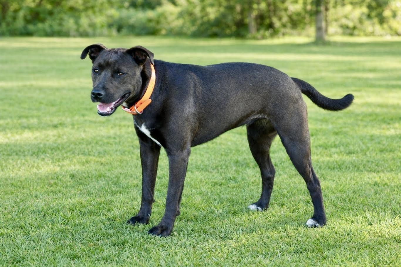 Peony-Cocoa, a Adoptable mixed breed in Maryville, TN image 3/6