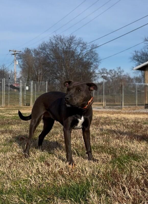 Peony-Cocoa, a Adoptable mixed breed in Maryville, TN image 4/6